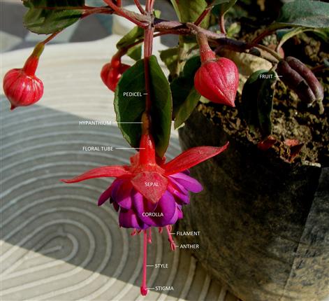 Fuchsia magellanica
